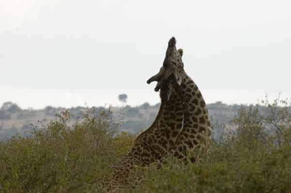 42 - Kenia - Jirafas - reserva nacional de Masai Mara